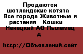 Продаются шотландские котята - Все города Животные и растения » Кошки   . Ненецкий АО,Пылемец д.